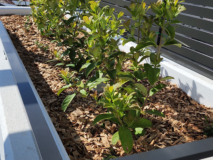 Timber Retaining Walls Chatswood West